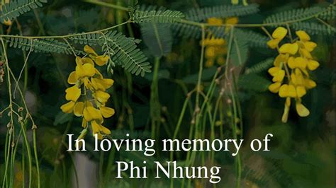 Melodie Wietnamu: Phi Nhung's Tribute Concert - A Celebration of Music and Memories